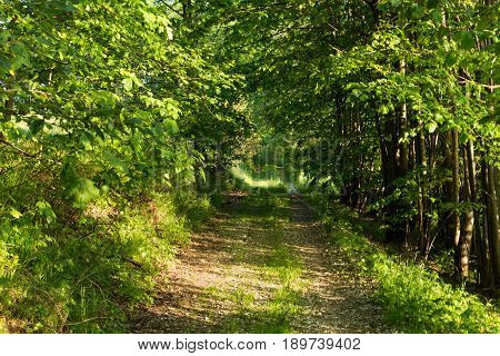 Narrow path lit by soft spring sunlight. Forest spring nature. Spring forest natural landscape with forest trees