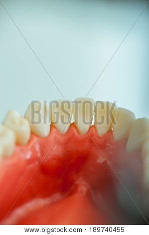 Teeth from inside