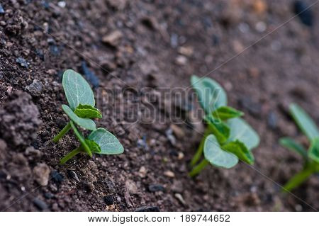 Cucumber seedlings in the Garden / close-up