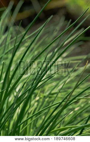 Tasty chive growing in the Garden / close-up