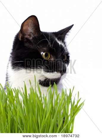 gato na grama isolado no fundo branco