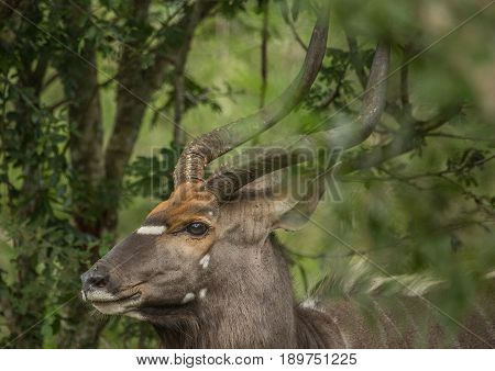 Nyala male in the woodland of the Hluhluwe Mfolozi Park in South Africa
