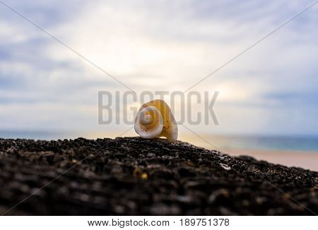 seashell on the beach with blue clouds and yellow sunshine in the background