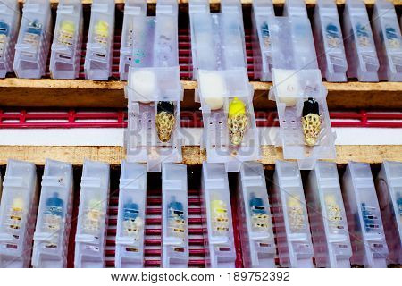 Boxes for queen bees. Preparing for artificially fertilized bees. Natural economy. Transporting queen bee. Queen Bee Cages
