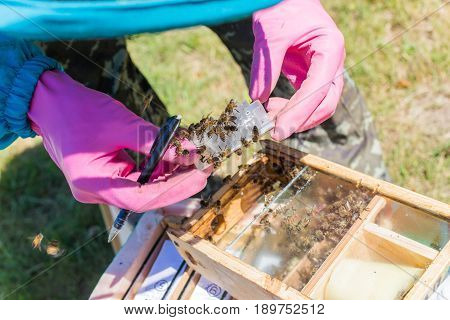 Beekeeper holding a small Nucleus with a young queen bee. Breeding of queen bees. Beeholes with honeycombs. Preparation for artificial insemination of queen bees.