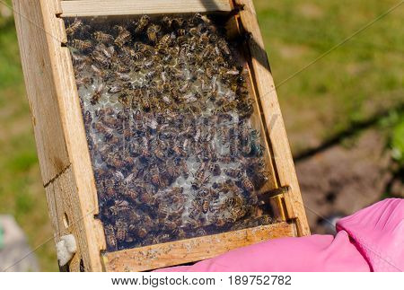 Tribal thoroughbred queen bee with a label in the nucleus behind the glass. Breeding of queen bees. Beeholes with honeycombs. Preparation for artificial insemination of queen bees. Natural economy.