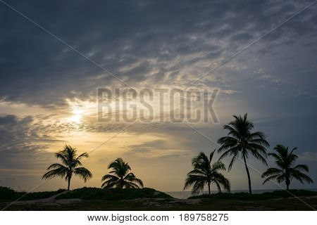 Five palm trees on the beach on a calm cloudy morning