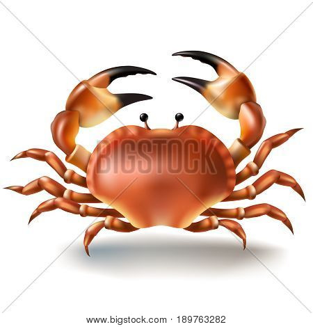 Vector illustration, badges, stickers, crab in realistic style isolated on white. Print, template, design element