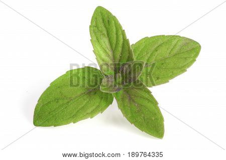 Fresh mint leaf isolated on white background.