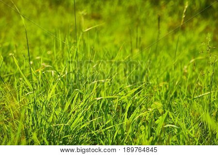 Grassblades closeup on a field