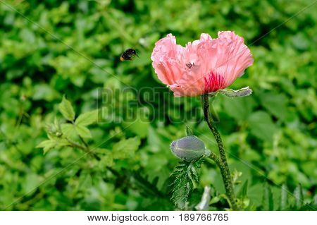 A bee is flying towards the Oriental Poppy Papaver Orientale 'Cedric Morris' in the garden.