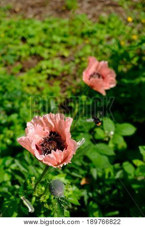 A Bee is flying towards an Oriental Poppy Papaver Orientale 'Cedric Morris' blooming in the garden.