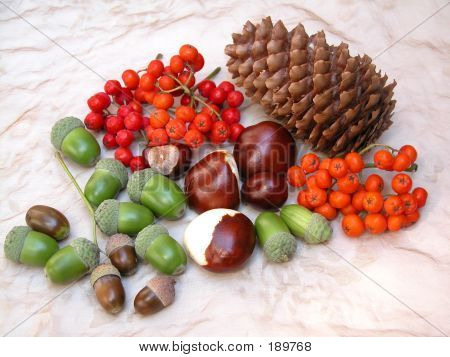 Frutos de otoño