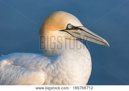 Northern gannet (Morus bassanus) at Helgoland Island Germany