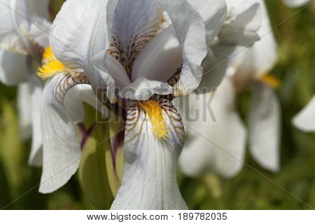 Flower of a Croatian iris (Iris x croatica)