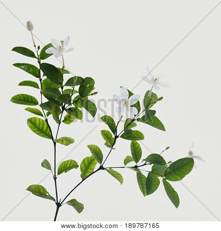 White And Fragrant Flower