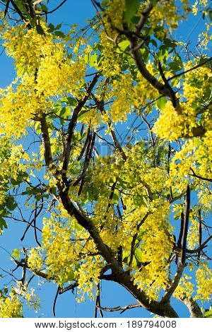 Golden Shower