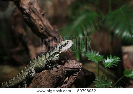 a Water Dragon in the jungle standing on wooden