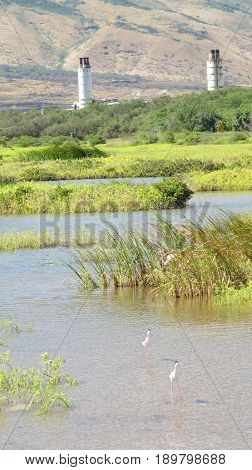 Hawaiian Stits playing in the Pond on Maui