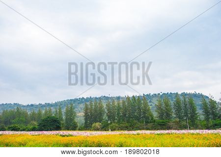 Yellow Flower Field With Pine Tree And Mountain And Sky,landscape View