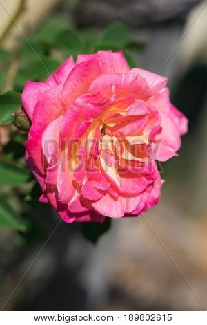 Beautiful  Red Rose  Blooming In The Garden At Sunny Summer Or Spring Day