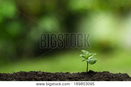 Plant a tree in nature,coffee tree,fresh,tree step,drop of water