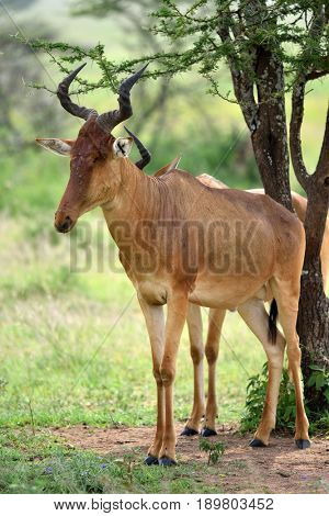wild hartebeest (kongoni) african antelope eating the fresh grass of savannah