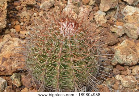 Thorny barrel cactus in the harsh conditions of the dsert.
