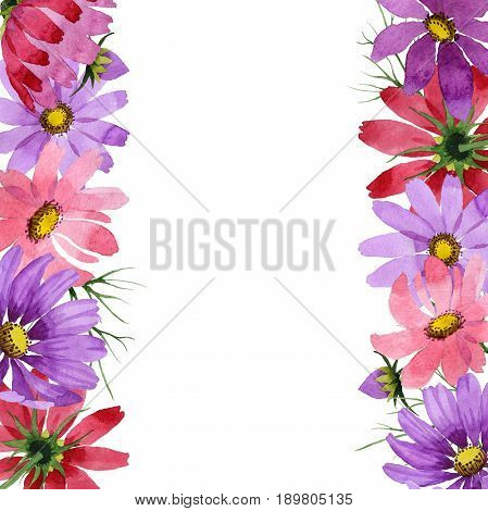 Wildflower kosmeya flower frame in a watercolor style isolated. Full name of the plant: kosmeya. Aquarelle wild flower for background, texture, wrapper pattern, frame or border.