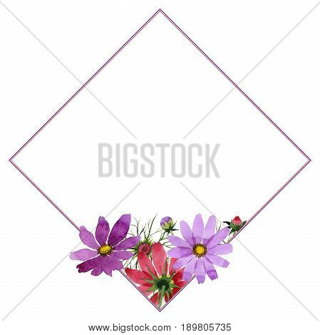Wildflower kosmeya flower frame in a watercolor style isolated. Full name of the plant: kosmeya. Aquarelle wild flower for background, texture, wrapper pattern, frame or border.