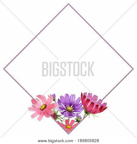 Wildflower kosmeya flower frame in a watercolor style isolated. Full name of the plant: kosmeya. Aquarelle wild flower for background, texture, wrapper pattern, frame or border.
