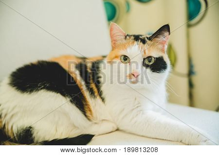 Cute cat stood on the table and watched.cookbook