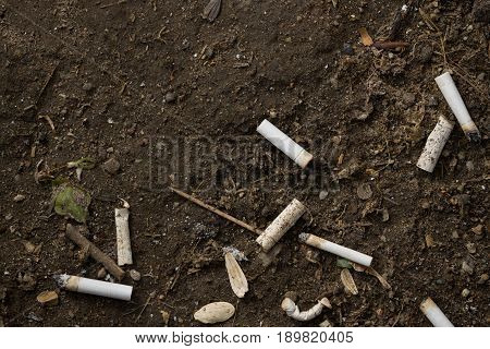 Top view on cigarette butts in the soil . Pollution smoking addiction.Many cigarette butts close-up