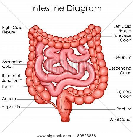 Medical Education Chart of Biology for Intestine Diagram. Vector illustration