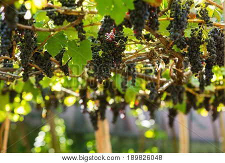 Bunches of Tinta Negra Mole grapes on pergola in Estreito de Camara de Lobos on Madeira. Portugal