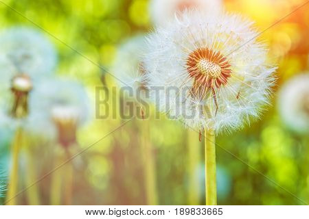 The dandelions blowballs under sun flares are ready to start seeds downwind.
