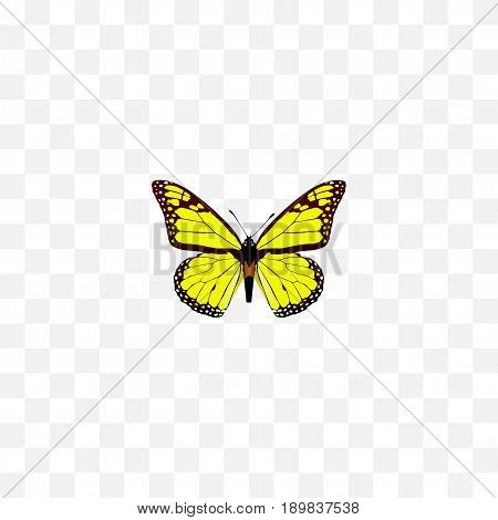 Realistic Yello-Wing Element. Vector Illustration Of Realistic Archippus Isolated On Clean Background. Can Be Used As Yellow, Butterfly And Monarch Symbols.