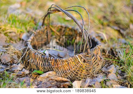 Old wicker basket on a green garden grass. Empty basket in the fallen leaves. Shallow depth of field very soft image.
