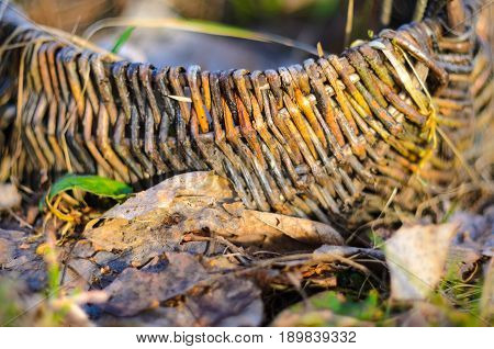 Old wicker basket on a green garden grass. Empty basket in the fallen leaves. Shallow depth of field very soft image.