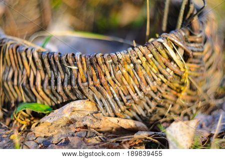 Old wicker basket on a green garden grass. Empty basket in the fallen leaves. Shallow depth of field very soft image.