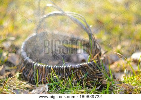 Old wicker basket on a green garden grass. Empty basket in the fallen leaves. Shallow depth of field very soft image.