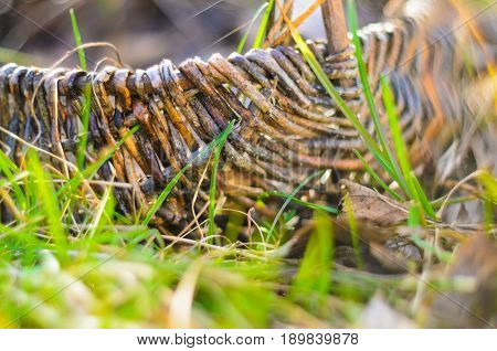 Old wicker basket on a green garden grass. Empty basket in the fallen leaves. Shallow depth of field very soft image.