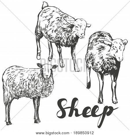 sheep hand drawn vector illustration realistic sketch