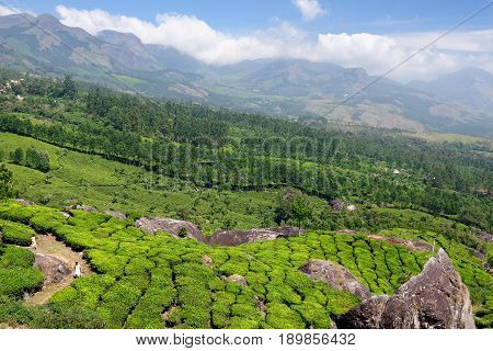 Beautifully green tea plantations in India in the Kerala state