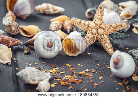 Shells and starfish on blue wooden background. Selective focus.