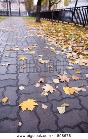 Efteråret vejen
