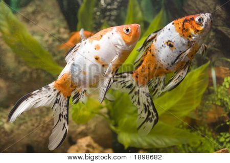 To guldfisk