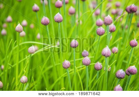 Green onion flowers