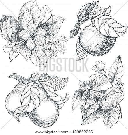 Vintage botanical detailed illustration garden plants set. Engraving style. Hand drawing illustration. Vector.