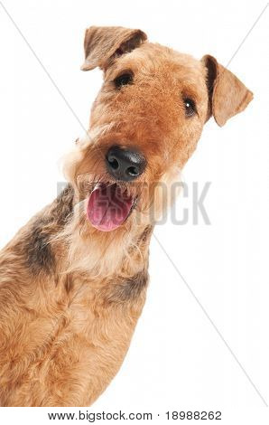 หัว closeup ของสีดำน้ำตาล Airedale เทร์เรียร์สุนัขแยกต่างหากบนพื้นสีขาว